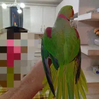 شاه طوطی اسکندر نر شاه تخم درشت و کشیده رام و دستی|پرنده|تهران, زعفرانیه|دیوار