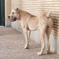 توله خراسانی ۸ماهه درشت