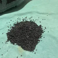 بذر پیاز نومل|گل و گیاه طبیعی|گرگان, |دیوار