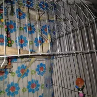 دو جفت عروس هلندی