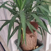 م ع ا و ض ه|گل مصنوعی|کرج, بنیاد|دیوار