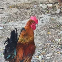 خروس محلی