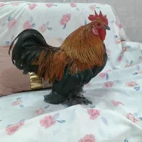 خروس یوسل بلژیکی خالص