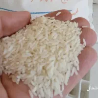 انواع برنج ممتاز امل/جدید۱۴۰۵/مستقیم از کشاورز