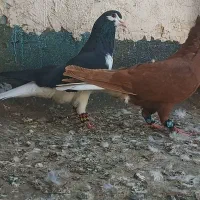 سیا پاک  سرخ دم سفید|پرنده|مشهد, اروند|دیوار