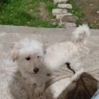 سگ پا کوتاه