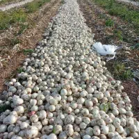 گروه پیازکنی