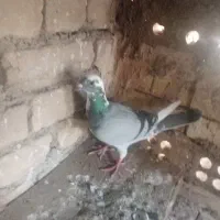 کفتر|پرنده|خوشاب, |دیوار