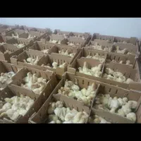پخش جوجه بوقلمون گوشتی بیوتی۶ فوق سنگین،زرین گیلان|حیوانات مزرعه|رشت, گلباغ نماز|دیوار