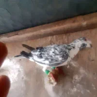 کبوتر دورگ همه نر درشت پرشی