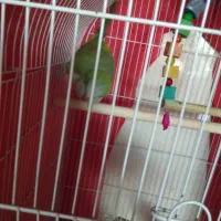 یک عدد|پرنده|ماهدشت, |دیوار