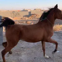 فروش اسب مادیون درهشور نوه شکار کور