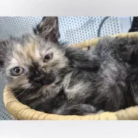 گمشده|حیوانات|تهران, بریانک|دیوار