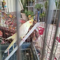 عروس نر بیش از. ۲۰ کلام حرف می زنه معا وضه با|پرنده|مشهد, قائم|دیوار