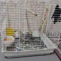 جفت عروس هلندی