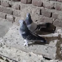 کبوتر|پرنده|تبریز, |دیوار