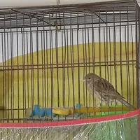 قناری نروماده