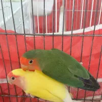 طوطی برزیلی کوتوله