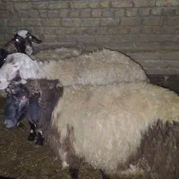 گوسفند نر زنده