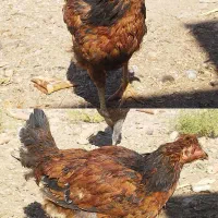 مرغ محلی|حیوانات مزرعه|زرقان, |دیوار