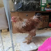 دو عدد خروس برهما