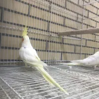 فروش یک جفت عروس مولد|پرنده|لار, |دیوار