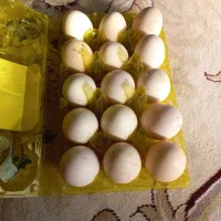 تخم مرغ نطفه دار نژاد لاری برهما چهل تاج|حیوانات مزرعه|دهدشت, |دیوار