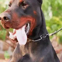 توله دوبرمن