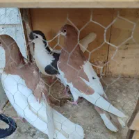 کبوتر جوانه|پرنده|تهران, مسعودیه|دیوار