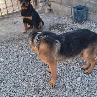 واگذاری سه عدد سگ ژرمن و روت وایلر|سگ|اصفهان, بهارستان|دیوار