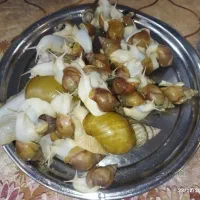 حلزون آچاتینا|خزنده|دزفول, |دیوار