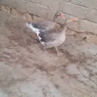 غاز سالم فروشی