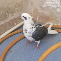 طوقی ماده|پرنده|اردبیل, |دیوار