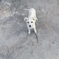 پامر شیواوا|سگ|بم, |دیوار