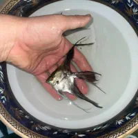 ماهی آنجل|ماهی|میاندوآب, |دیوار