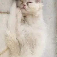 پرشین ماده دوماهه