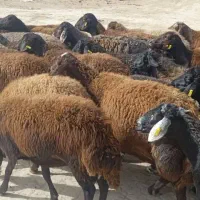 میش قزل افشار جوان ابستن وبره دار|حیوانات مزرعه|مشهد, زمرد|دیوار