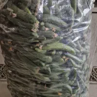 خیار خیارشوری فاروج بسیار ریز قلمی