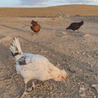 تخم مرغ گلین