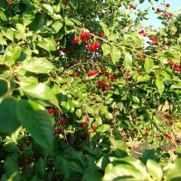 فروش  باغچه خانه زنیان|فروش خانه و ویلا|شیراز, مهدی‌آباد|دیوار