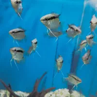 گوپی آکواریوم سیچیلاید آروانا پلنت گلدفیش بچه مولی|ماهی|رباطکریم, رباطکریم|دیوار