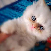 واگزاری بیریتیش لانگ هیر