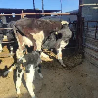 1راس گاو وگوساله ماده سیمینتال