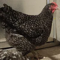 مرغ و خروس برهما کوکو