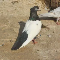 پرنده|پرنده|اهواز, منازل کارون|دیوار
