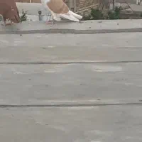 دوبال زرد سوسکی بزک دوعدد کربلایی سرخ خون سینه|پرنده|گالیکش, |دیوار