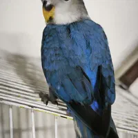 برزیلی دوماهه