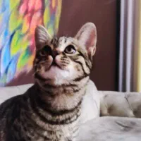 گربه گم شده