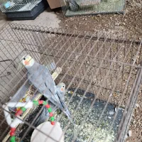 مرغ مینا عروس هلندی|پرنده|دزفول, |دیوار