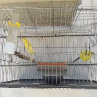 قناری نر شلاقی